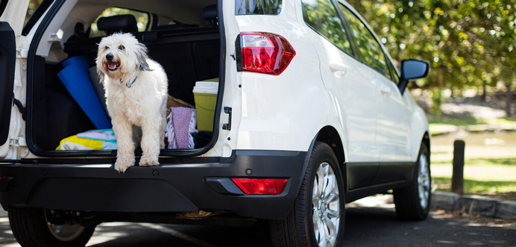 The Importance of Seat Cleaning in Car Maintenance: Keeping Your Car Healthy and Hygienic